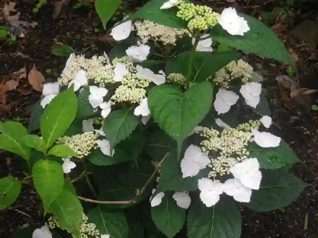 御霊神社の自然
