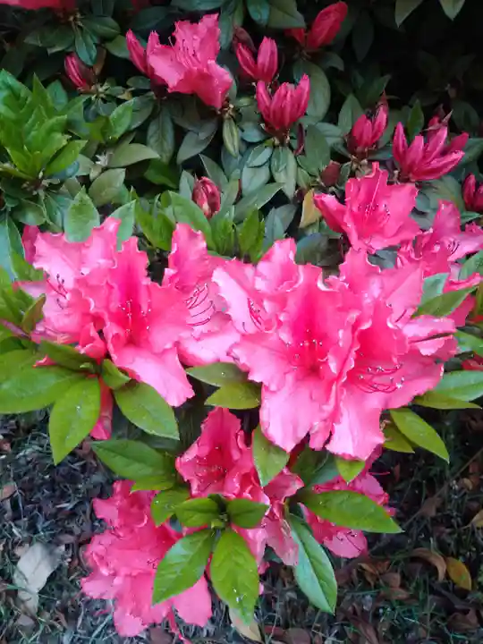 國鉾神社の自然