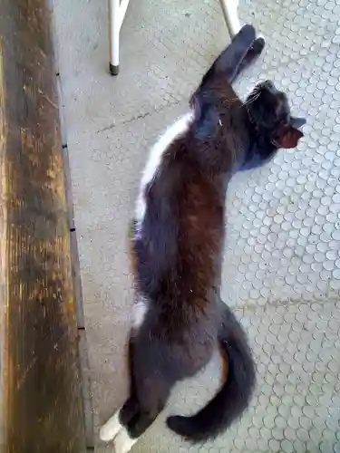 岡部春日神社～👹鬼門よけの🌺花咲く🌺やしろ～(福島県)