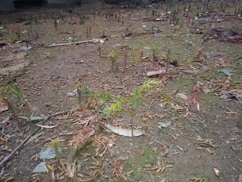 八幡神社の自然