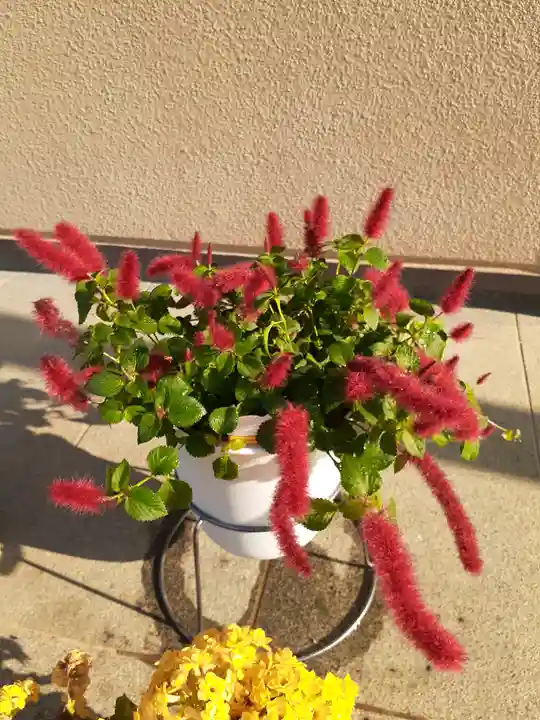 伏木香取神社(茨城県)