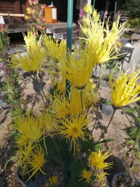 法金剛院(京都府)