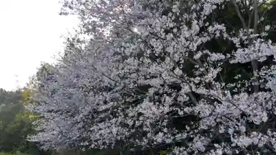 岩椿神社の自然