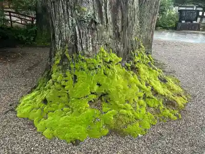越中一宮 髙瀬神社(富山県)