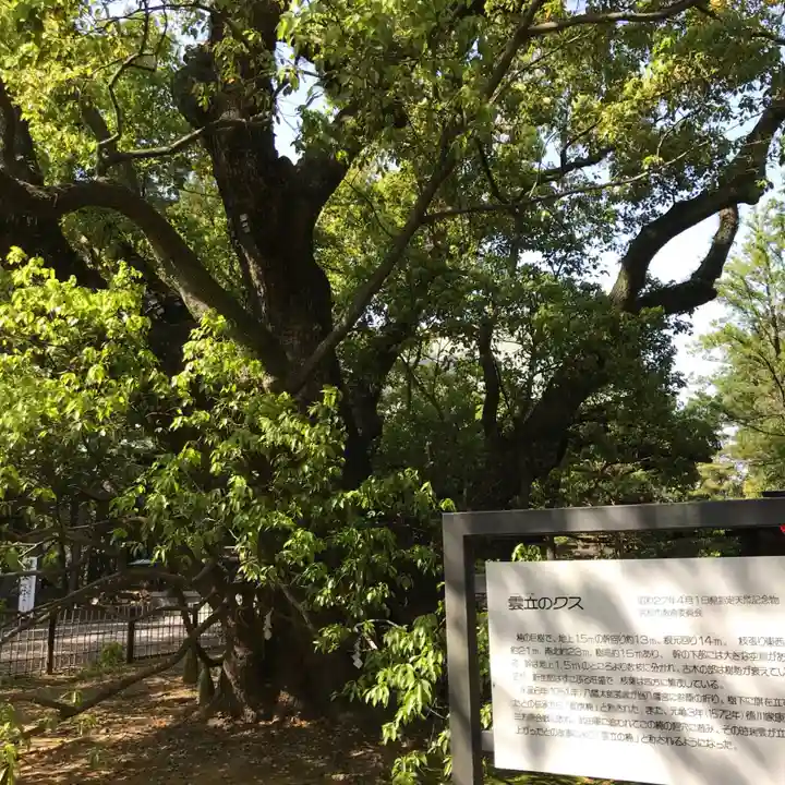 浜松八幡宮の自然