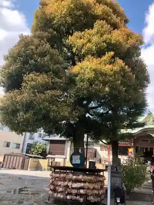 今戸神社の自然