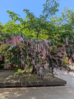 桜神宮(東京都)