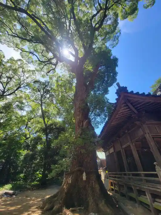 伊豫神社(愛媛県)