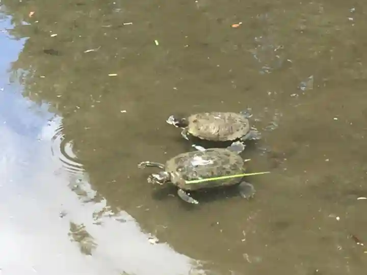 根津神社の動物