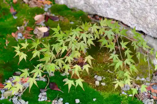 和泉國一之宮　大鳥大社の自然