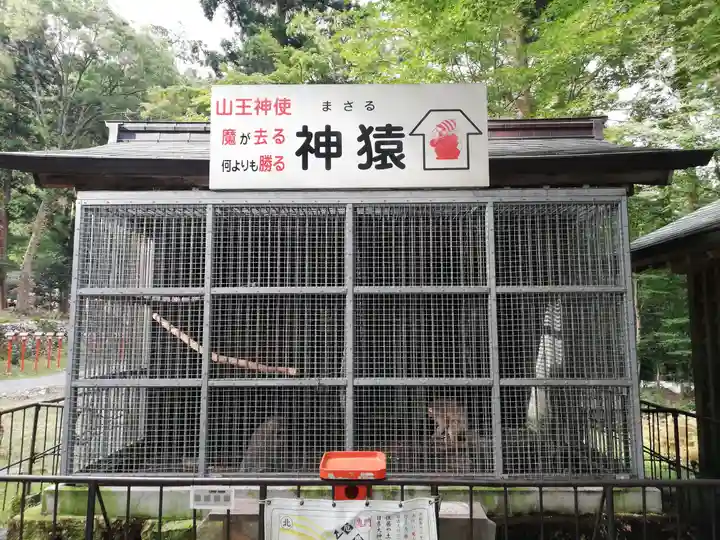 日吉大社の動物