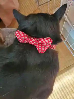 高司神社〜むすびの神の鎮まる社〜(福島県)