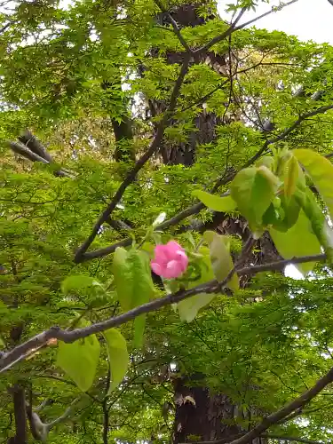 河合神社（鴨川合坐小社宅神社）の自然