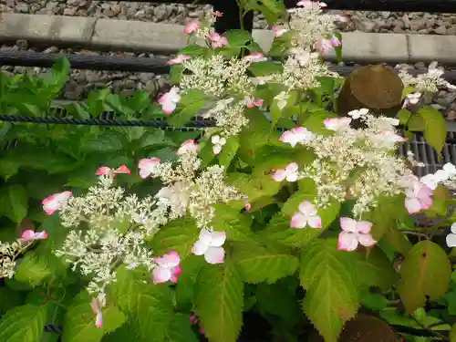 御霊神社の自然