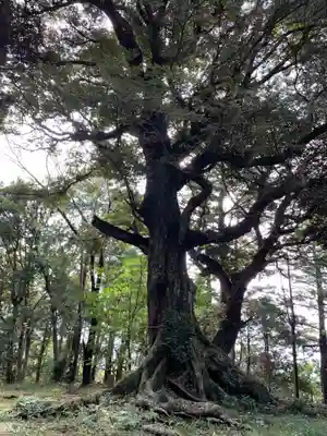 八幡神社の自然