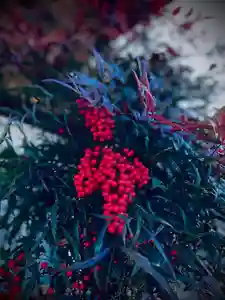 浄居寺(山梨県)(2024年12月21日(土) 21時20分05秒投稿)