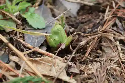 三渡神社の自然