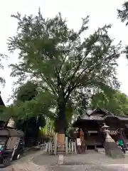 田無神社(東京都)