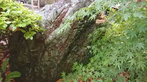 荏柄天神社の自然