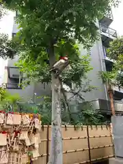 高円寺氷川神社(東京都)