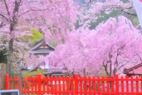 金櫻神社(山梨県)