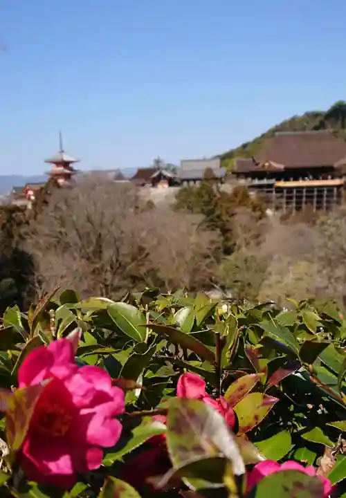 清水寺奥之院の自然