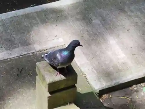 鶴嶺八幡宮(神奈川県)