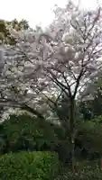 櫻木神社の自然