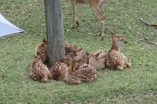 春日大社の動物
