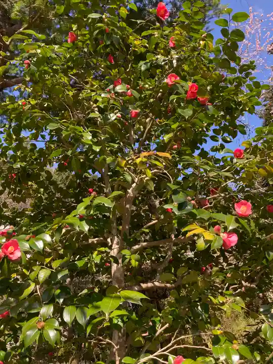 神藏寺(京都府)