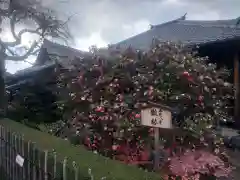 地蔵院（椿寺）の自然