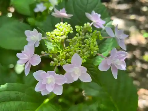 徳島眉山天神社の自然