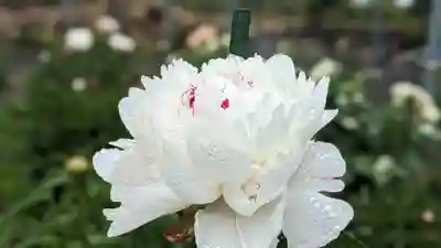 金蛇水神社(宮城県)