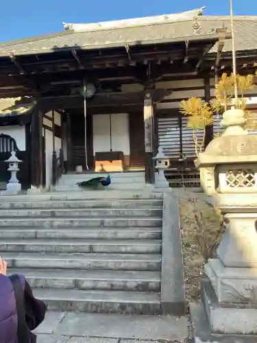 楽法寺（雨引観音）の{uncategorized: "未分類", other: "その他", undefined: "問題あり", building: "その他建物", grave: "お墓", sacred_gate: "鳥居", guardian: "狛犬", statue: "像", buddha: "仏像", history: "歴史", nature: "自然", garden: "庭園", animal: "動物", pagoda: "塔", temizu: "手水舎", mountain_gate: "山門・神門", sanctuary: "本殿・本堂", subordinate: "末社・摂社", art: "芸術", scenery: "景色", jizo: "地蔵", ema: "絵馬", goshuin: "御朱印", omikuji: "おみくじ", items: "授与品その他", amulet: "お守り", goshuincho: "御朱印帳", eats: "食事", festival: "お祭り", votive_dance: "神楽", shichigosan: "七五三参", wedding: "結婚式", experience: "体験その他", initially: "初詣", around: "周辺", anti_infection: "感染症対策"}