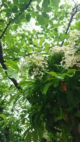 神明社（国府宮神明社）の自然