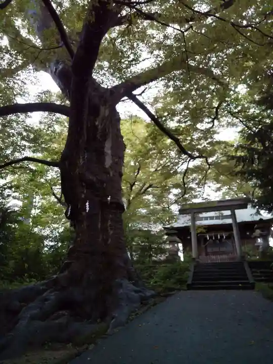 愛宕神社の自然