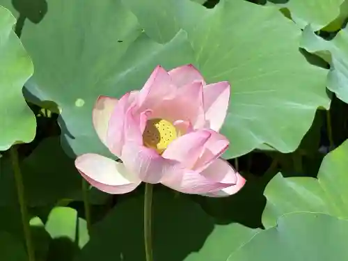 臼杵石仏(大分県)