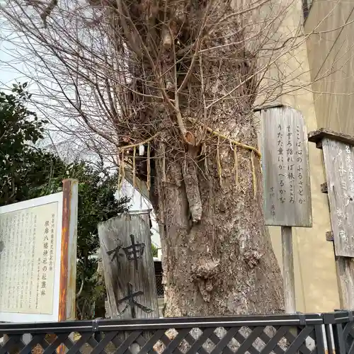 根岸八幡神社(神奈川県)
