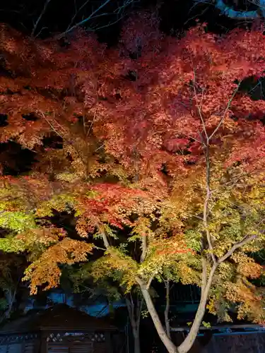 宝登山神社(埼玉県)