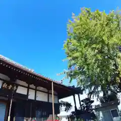 法話と天井絵の寺　観音寺の庭園