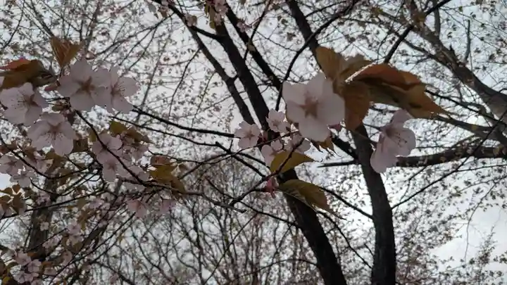 上川神社頓宮の自然