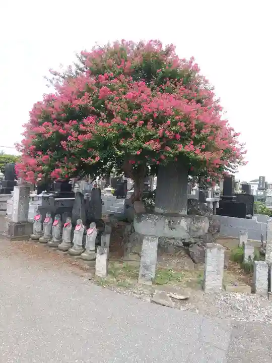 泉光寺(埼玉県)
