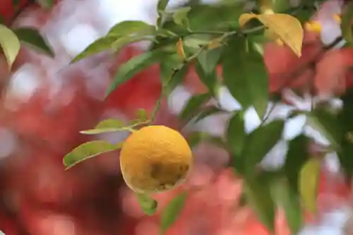開成山大神宮の自然
