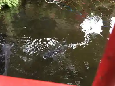 西尾弁財天の動物