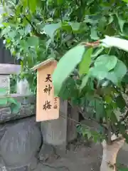 小野照崎神社(東京都)