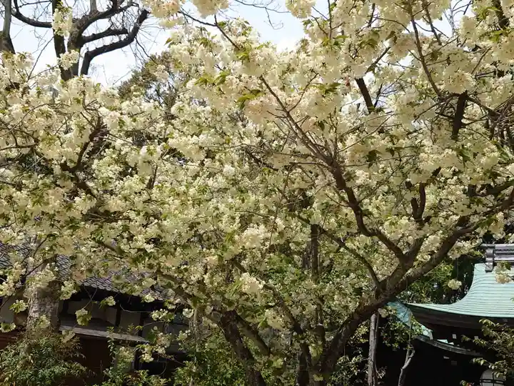 白峯神宮の自然
