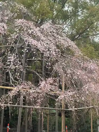近江神宮(滋賀県)