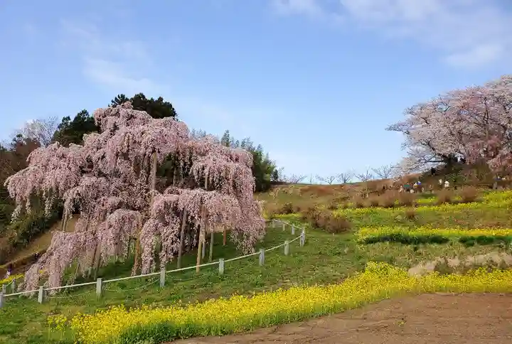 瀧桜神明宮の自然