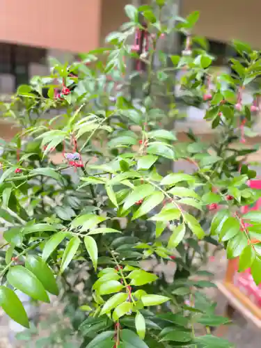 赤坂氷川神社の自然