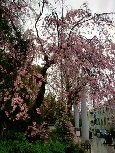 阿佐ヶ谷神明宮(東京都)